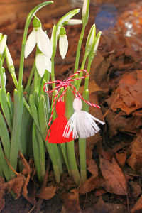 Close-up of red mushroom growing on land