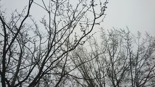 Low angle view of tree against sky