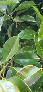 Full frame shot of green leaves