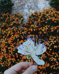 Close-up of hand holding flowers