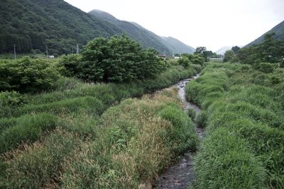 Stream flowing amidst grassy field and mountain