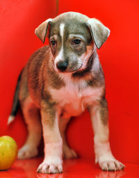 Portrait of cute puppy