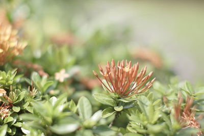 Close-up of flowering plant