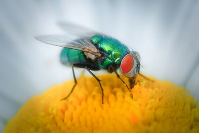 Close-up of insect on flower