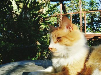 Portrait of cat sitting on tree