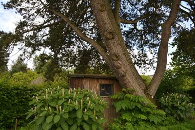 Low angle view of fresh green plants against trees