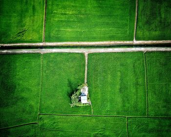 High angle view of corn field