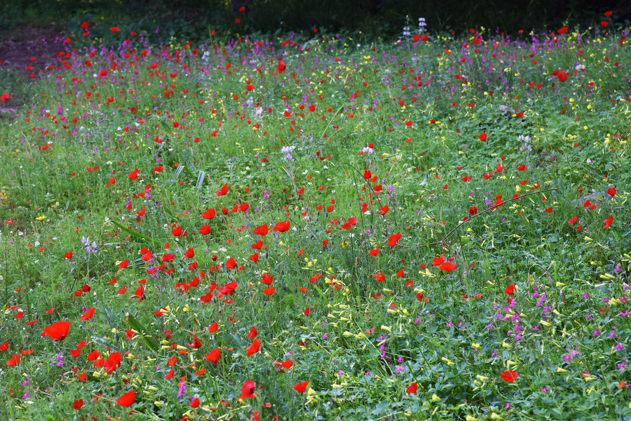 HIGH ANGLE VIEW OF FLOWERING PLANTS ON FIELD