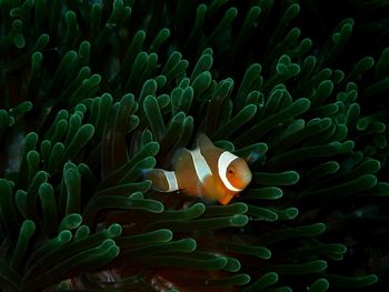 Close-up of fish swimming in sea