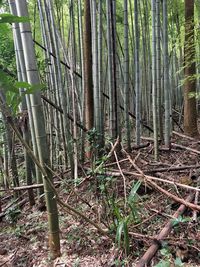 Bamboo trees in forest