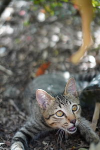 Close-up portrait of tabby cat