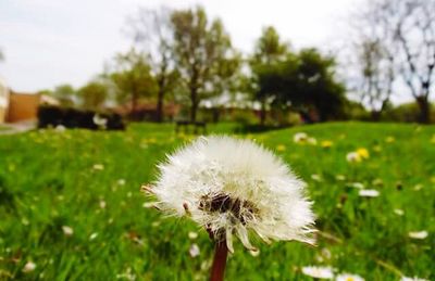 Close-up of dandelion in field