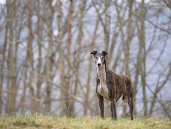 Close-up of a dog standing on a hill