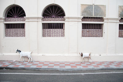 Dog in front of building