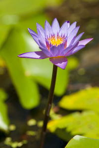 Close-up of lotus water lily