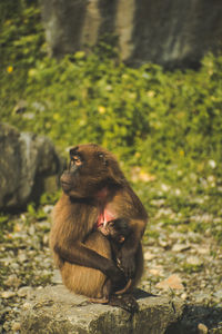 Monkey sitting on rock