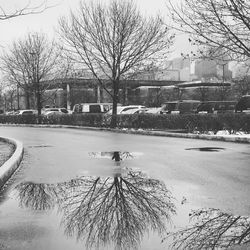 Reflection of bare trees in water