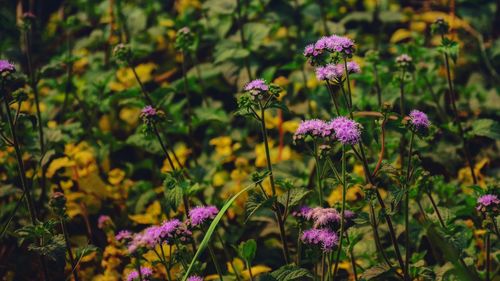 Close-up of purple flowers blooming outdoors