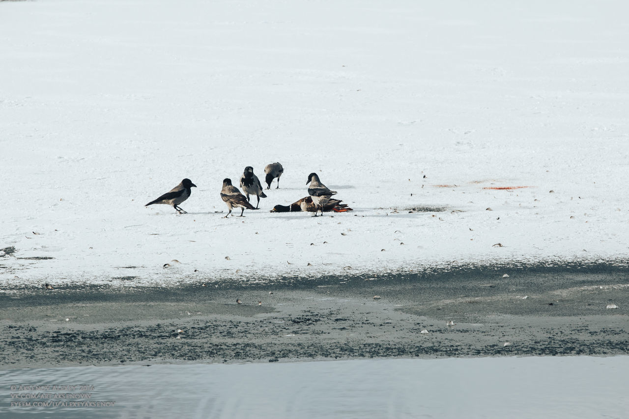 BIRDS PERCHING ON WET SHORE