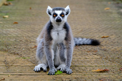 Close-up of lemur sitting outdoors