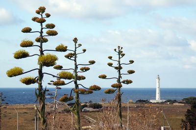 View of plants on beach against cloudy sky