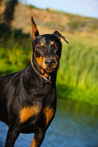 Tilt shot of doberman pinscher at riverbank