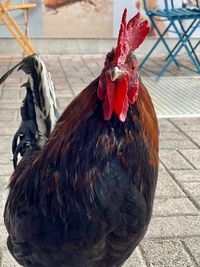 Close-up of rooster