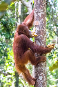 Monkey on tree trunk