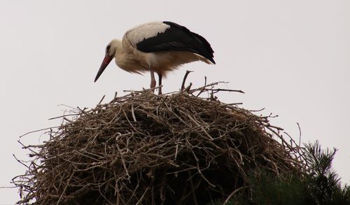 Bird perching on nest