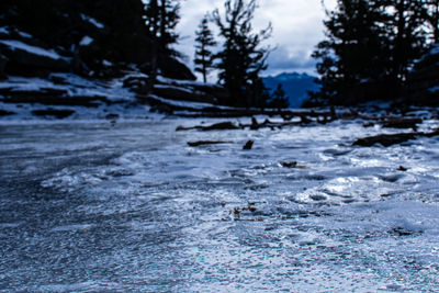 Frozen trees on land