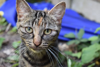 Close-up portrait of a cat