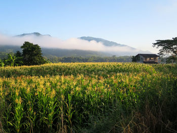 Scenic view of field against sky