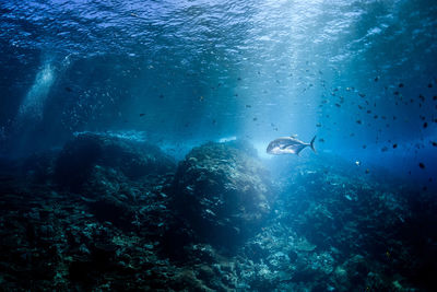 People swimming in sea