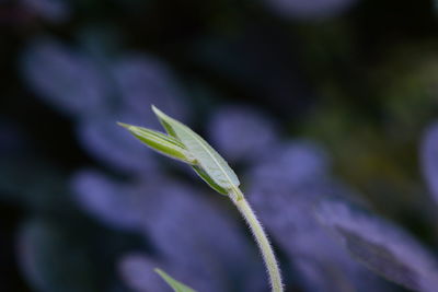 Close-up of fresh green plant