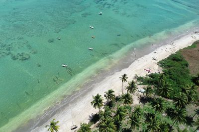 High angle view of palm trees on beach