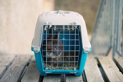 Rabbit transport box, pet locked cage, take care  domestic animal, vacation appointment  vet doctor
