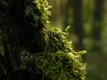 Close-up of plant