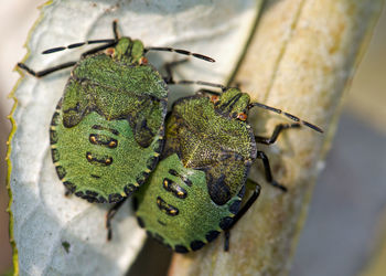 Close-up of insect on leaf