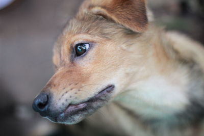 Close-up of dog looking away