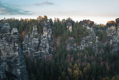 View of pine trees in forest