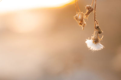 Close-up of wilted plant