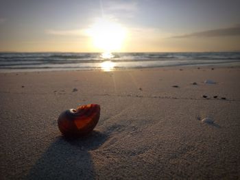 Surface level of shells on sand at beach against sky during sunset