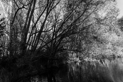 Bare trees by lake in forest