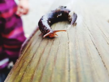 Close-up of insect