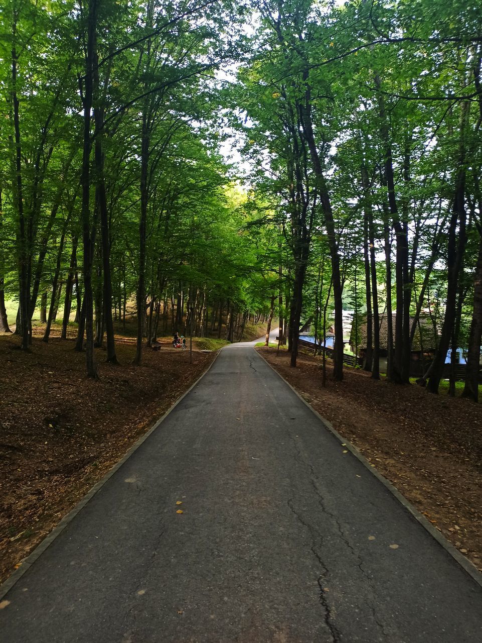 EMPTY ROAD ALONG TREES