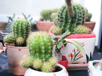 Close-up of succulent plant in pot