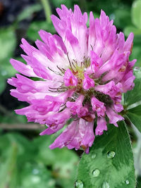 Close-up of pink flowers