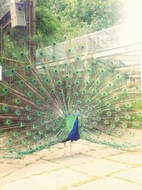 peacock