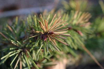 Close-up of pine cone