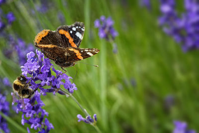 Close-up of butterfly pollinating on purple flower